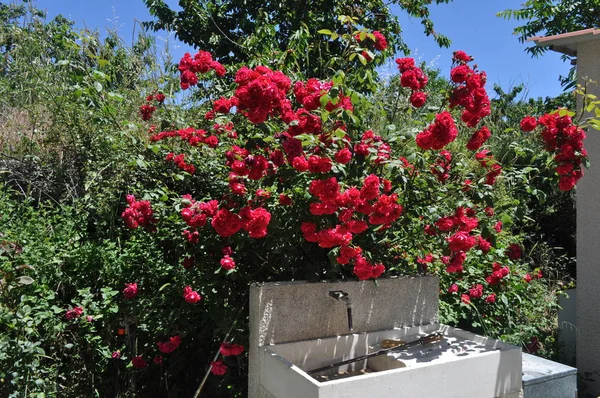 Die Schöne Rosenblume Garten — Stockfoto