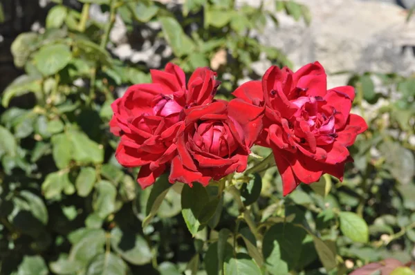 Прекрасный Цветок Розы Саду — стоковое фото