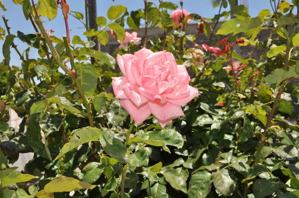 Bela Flor Rosa Jardim — Fotografia de Stock