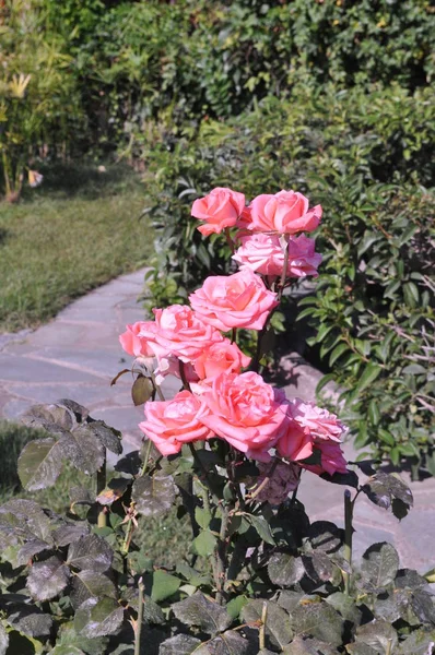 Mooie Rose Bloem Tuin — Stockfoto