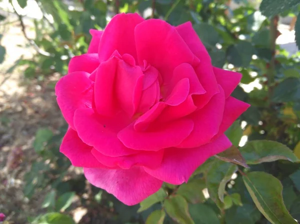 Hermosa Flor Rosa Jardín — Foto de Stock