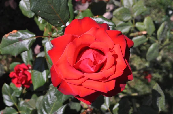 Bela Flor Rosa Jardim — Fotografia de Stock