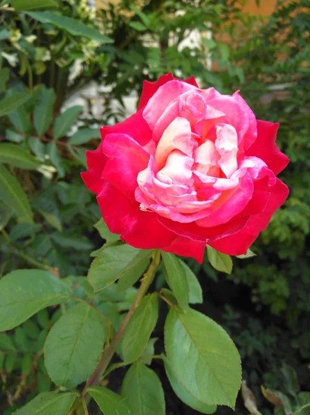Krásná Květina Růže Zahradě — Stock fotografie