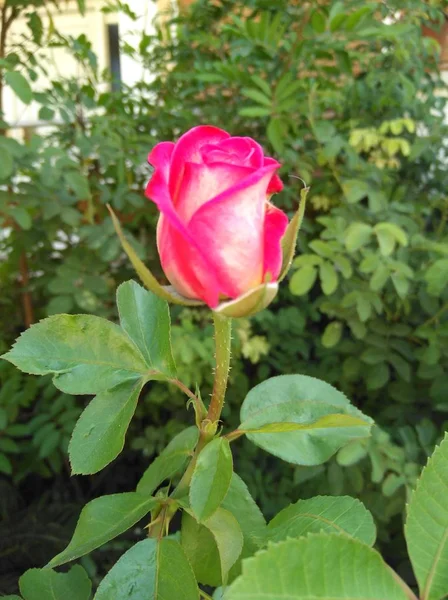 Bela Flor Rosa Jardim — Fotografia de Stock