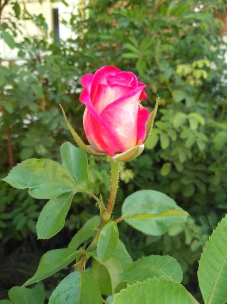 Bahçe Içinde Güzel Gül Çiçek — Stok fotoğraf