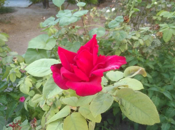 Hermosa Flor Rosa Jardín — Foto de Stock