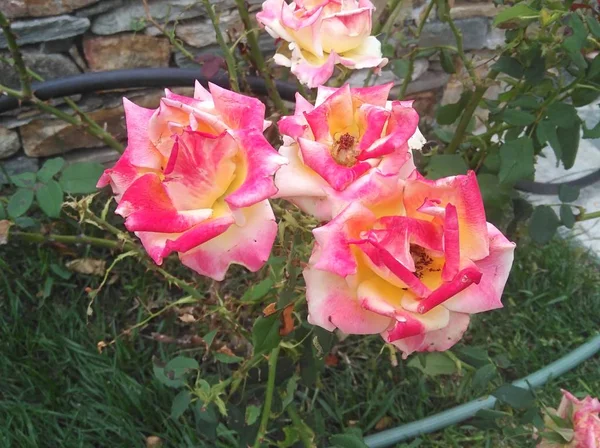 Hermosa Flor Rosa Jardín — Foto de Stock