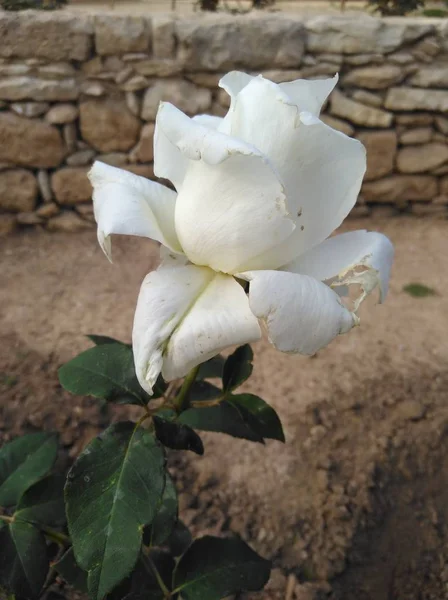 庭で美しいバラの花 — ストック写真