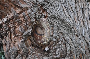 Güzel kesilmiş ağaç gövdesi