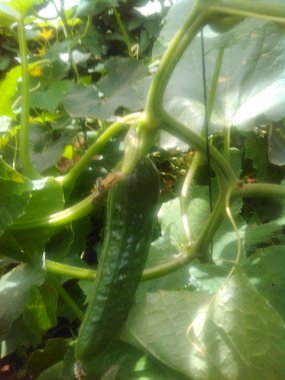 Sera içinde güzel salatalık