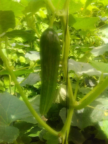 Beautiful Cucumber Greenhouse — Stock Photo, Image