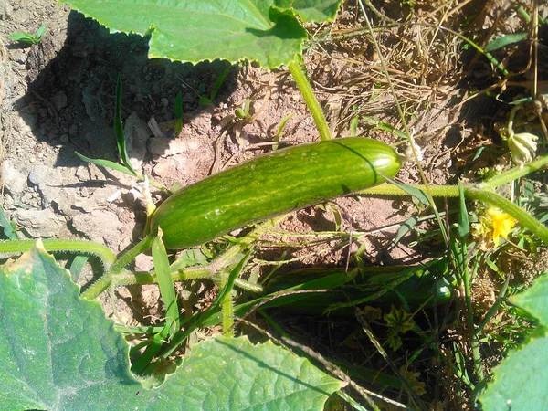 Sera içinde güzel salatalık