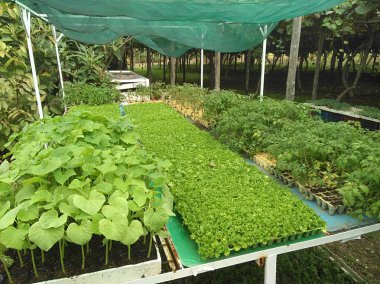 Kıbrıs'ta güzel sera