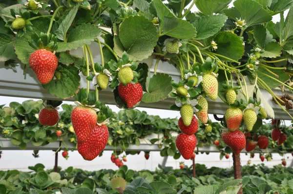 Belo Morango Greenhouse — Fotografia de Stock