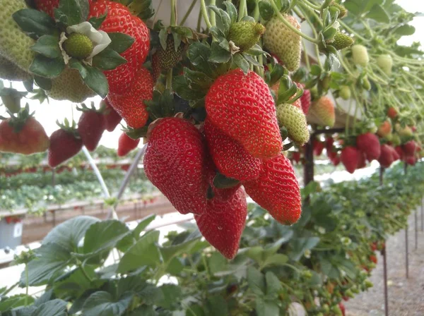 Die Schöne Erdbeere Gewächshaus — Stockfoto