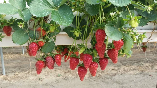 Sera içinde güzel çilek