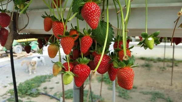 Beautiful Strawberry Greenhouse — Stock Photo, Image