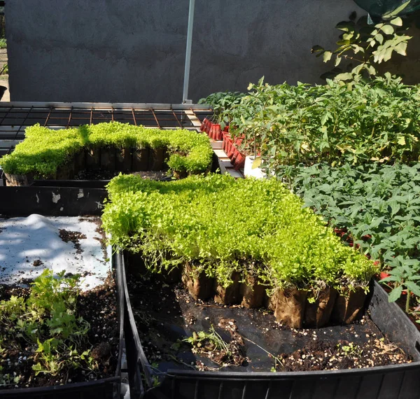 Hermoso Tomate Invernadero — Foto de Stock