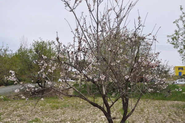 Beautiful Almond Farmland — Stock Photo, Image