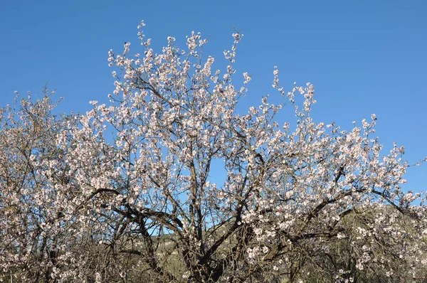 Tarım arazisi içinde güzel badem