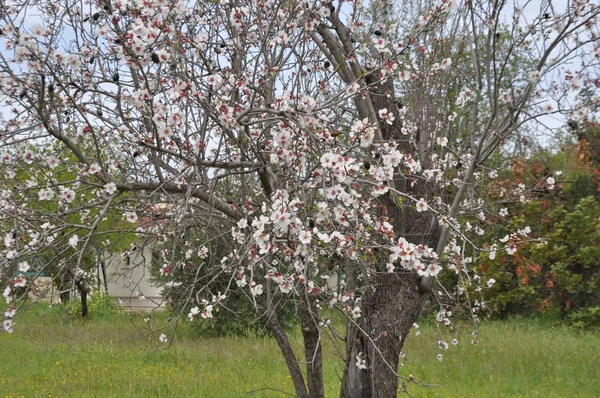 Beautiful Almond Farmland — Stock Photo, Image