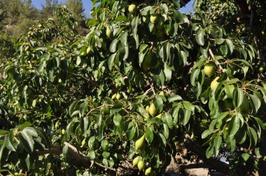 Tarım arazisi içinde güzel armut