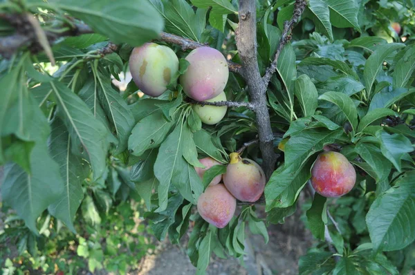 Piękny Damson Pola Uprawne — Zdjęcie stockowe