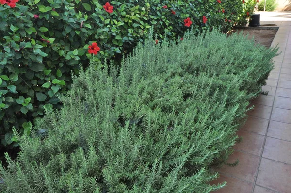 Hermoso Romero Las Tierras Cultivo — Foto de Stock