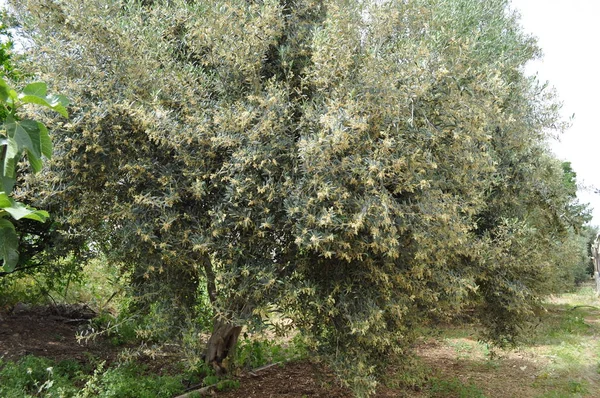 Hermosa Tierra Agrícola — Foto de Stock