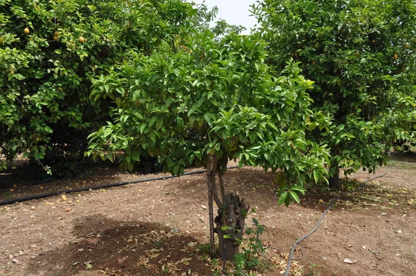 Bela Terra Agrícola — Fotografia de Stock