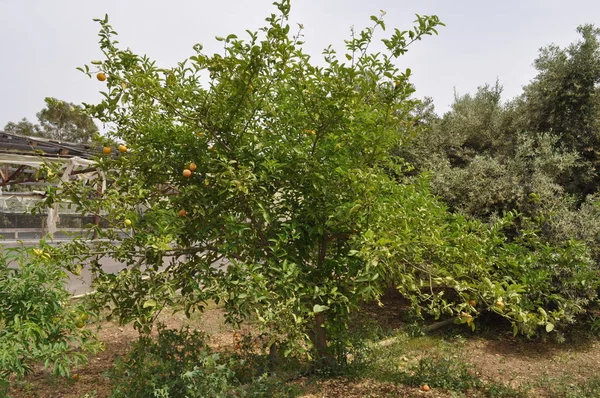 Bela Terra Agrícola — Fotografia de Stock