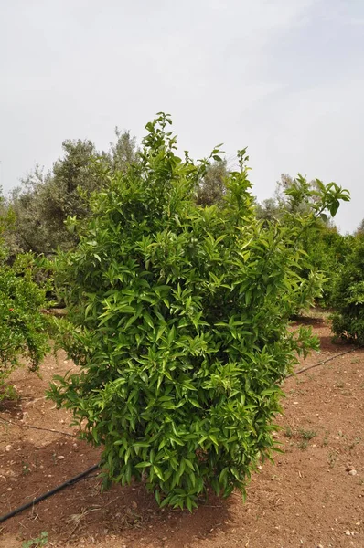 Hermosa Tierra Agrícola —  Fotos de Stock