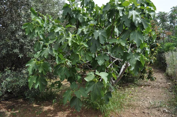 Όμορφη Αγροτική — Φωτογραφία Αρχείου