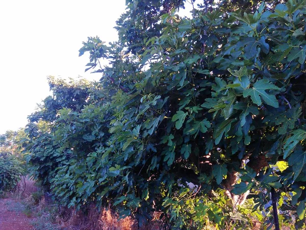 Bella Terra Agricola — Foto Stock