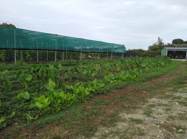 Bella Terra Agricola — Foto Stock