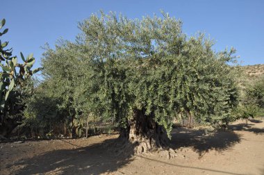 Tarım arazisi içinde güzel zeytin