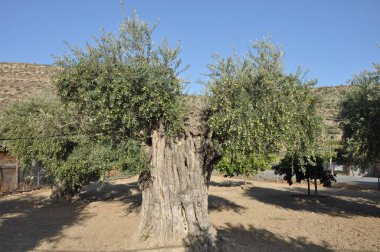 Tarım arazisi içinde güzel zeytin