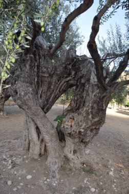 Tarım arazisi içinde güzel zeytin
