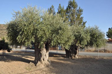 Tarım arazisi içinde güzel zeytin