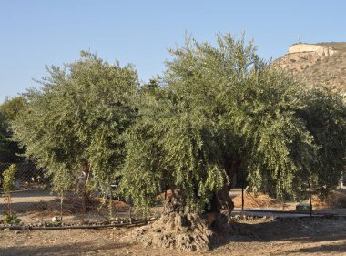Tarım arazisi içinde güzel zeytin