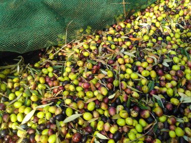 Tarım arazisi içinde güzel zeytin