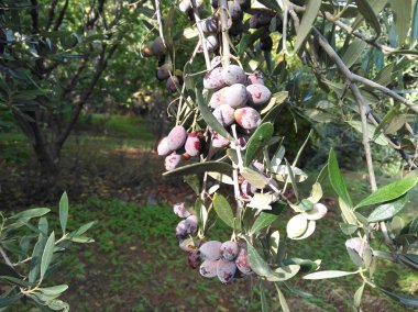 Tarım arazisi içinde güzel zeytin