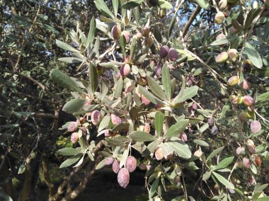 Tarım arazisi içinde güzel zeytin