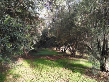 Tarım arazisi içinde güzel zeytin