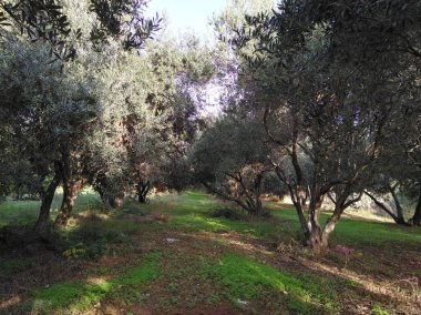 Tarım arazisi içinde güzel zeytin