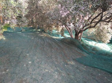 Tarım arazisi içinde güzel zeytin