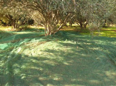 Tarım arazisi içinde güzel zeytin