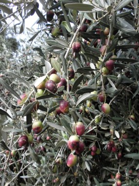 Tarım arazisi içinde güzel zeytin
