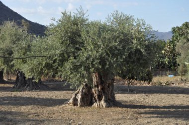 Tarım arazisi içinde güzel zeytin