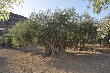 Tarım arazisi içinde güzel zeytin